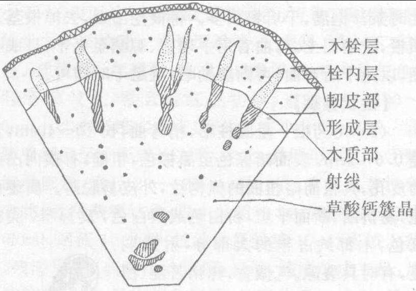 始载于《神农本草经》,列为中品因似白芍而色较赤,故名赤芍